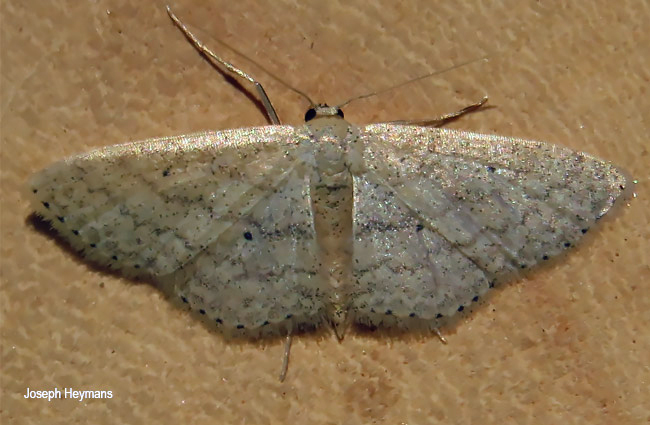 Scopula minorata